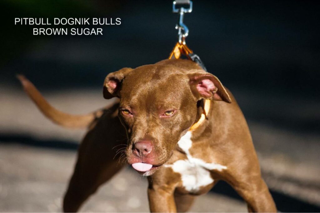 American pitbull terrier kennel