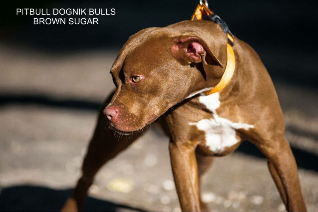 American pitbull terrier kennel