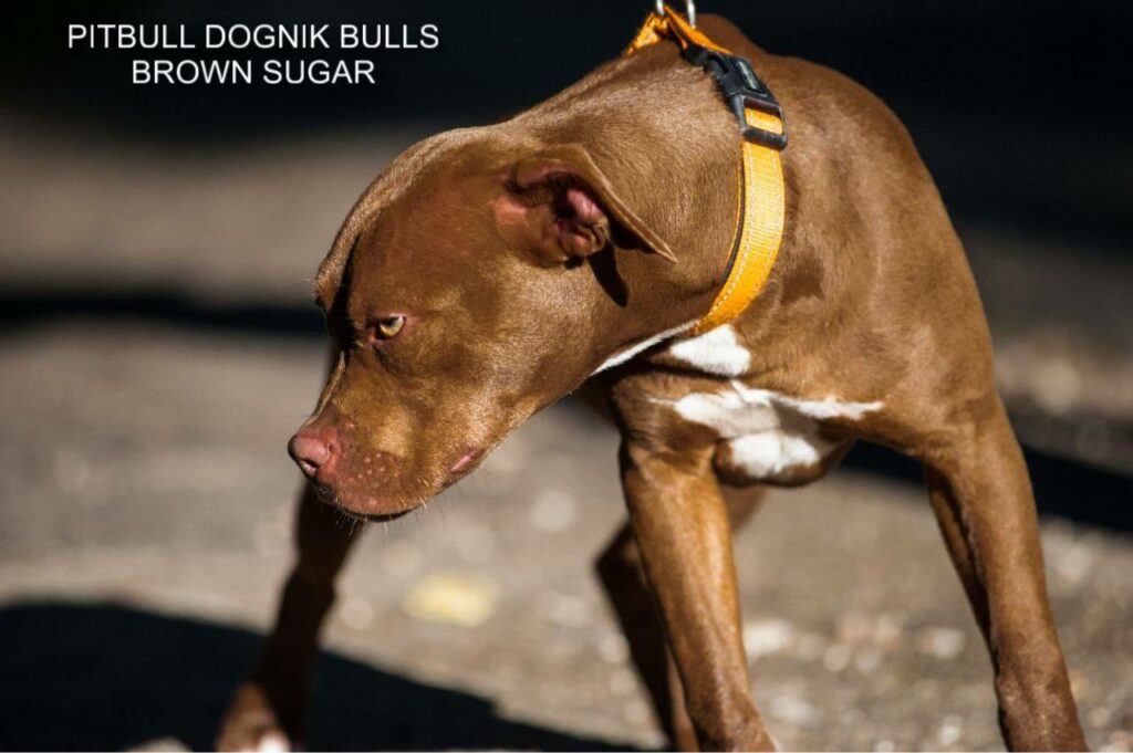 American pitbull terrier kennel