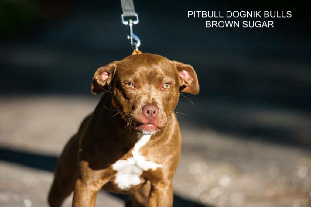American pitbull terrier kennel