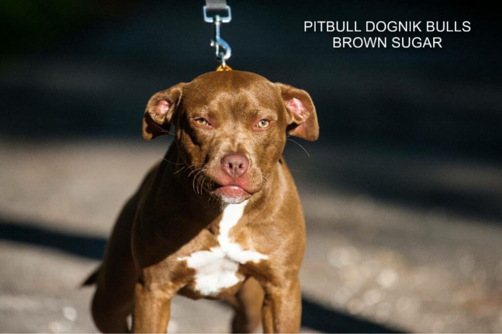 American pitbull terrier kennel