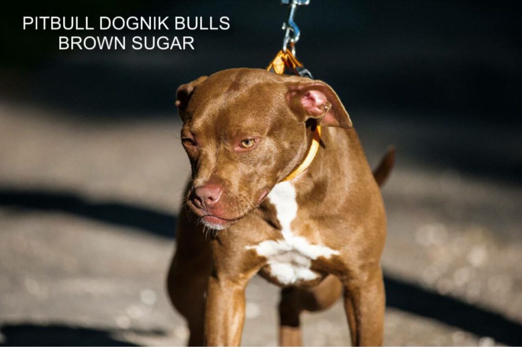 American pitbull terrier kennel