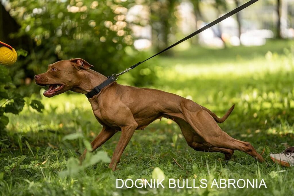 Buy pitbull puppy kennel