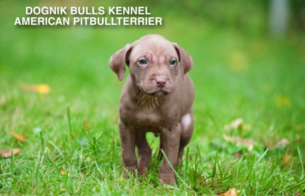 red nose american pitbull terrier puppy on green grass, Dognik Bulls kennel Latvia