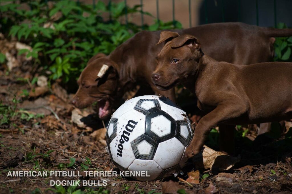 Rednose chocolate american pitbull terrier puppies for sale right now. From reputable pitbull kennel "Dognik Bulls". Born 29.12.2025. Parents: Dognik Bulls Highway to Hell x Demosfen