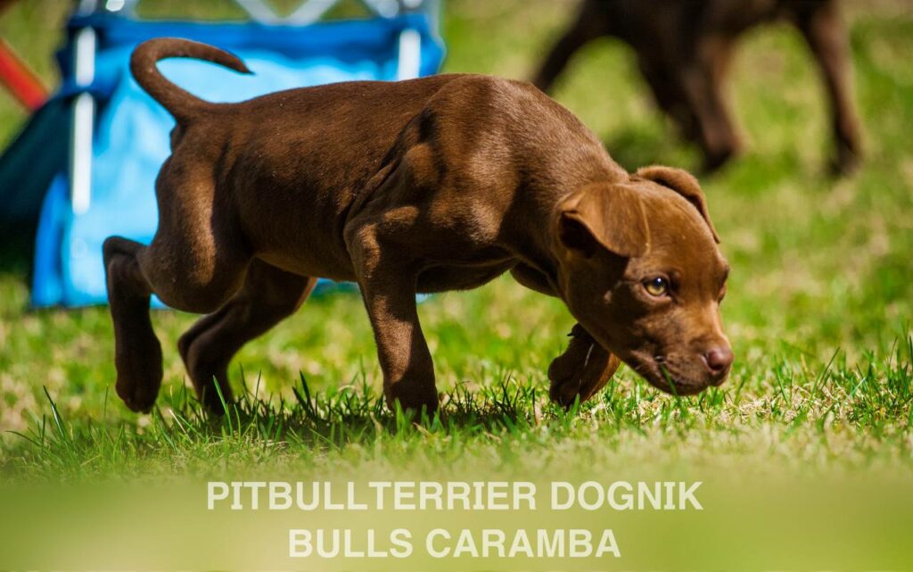 American pitbull terrier Dognik Bulls Caramba. American pitbull terrier kennel "Dognik Bulls"