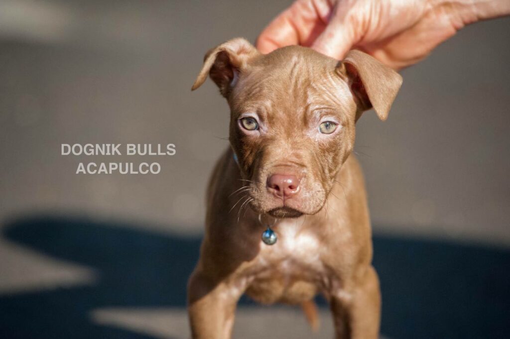 American pitbull terrier puppies from European kennel Dognik Bulls. Chocolate rednose pitbull puppies for sale. Pitbull terrier kennel Europe Dognik Bulls