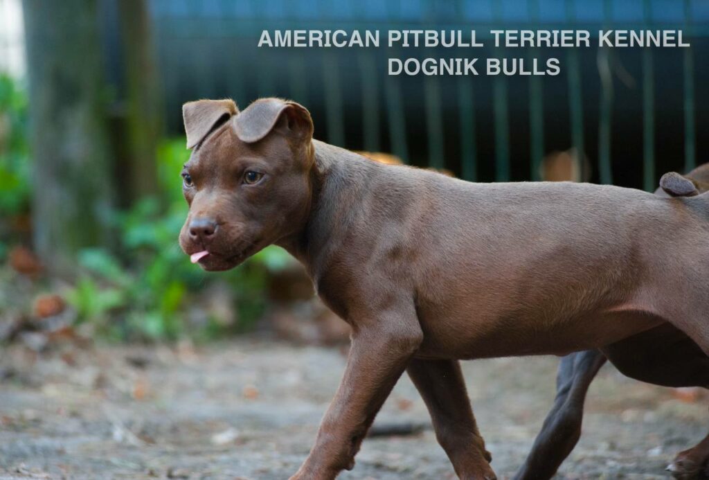 Rednose chocolate american pitbull terrier puppies for sale right now. From reputable pitbull kennel "Dognik Bulls". Born 29.12.2025. Parents: Dognik Bulls Highway to Hell x Demosfen