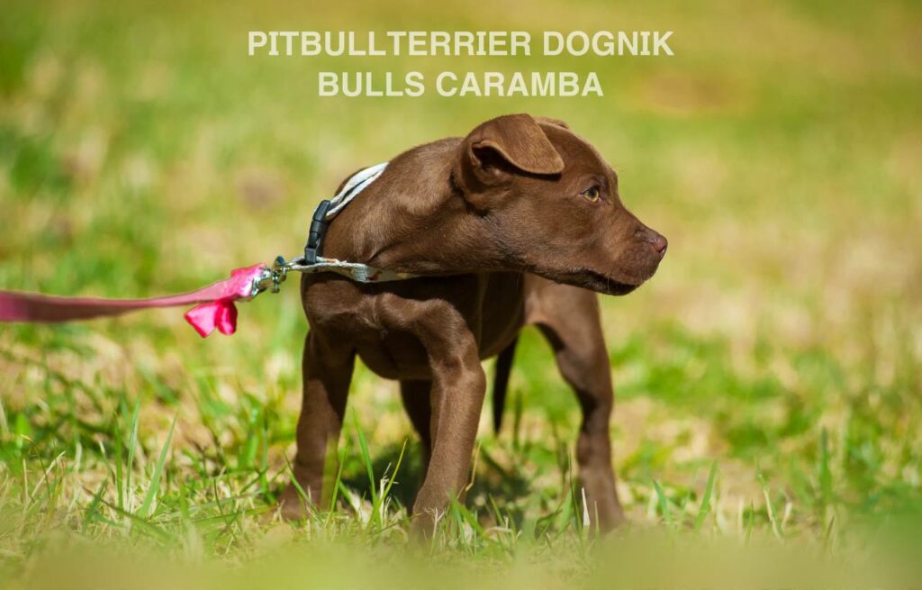 American pitbull terrier Dognik Bulls Caramba. American pitbull terrier kennel "Dognik Bulls"