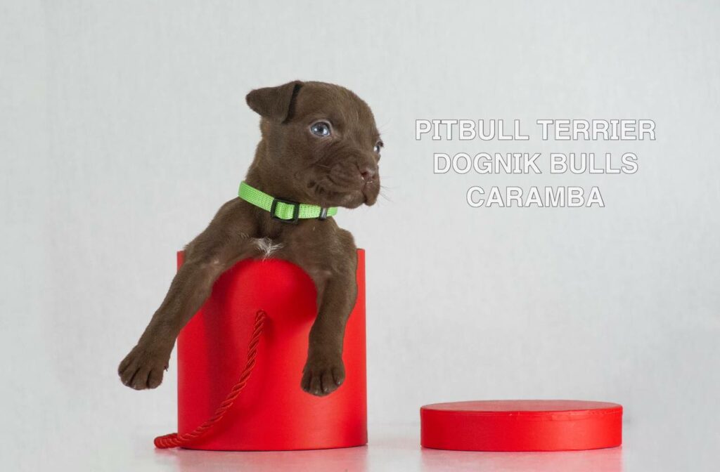 American pitbull terrier puppies for sale. Born December, 29 2025. Ready to go to new homes. Vaccinated, microchipped, EU pet passport, ADBA pedigree. Pitbull kennel Europe- Dognik Bulls