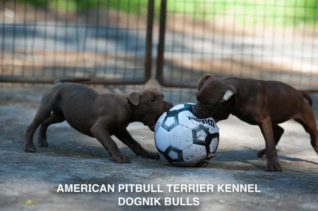 Rednose chocolate american pitbull terrier puppies for sale right now. From reputable pitbull kennel "Dognik Bulls". Born 29.12.2025. Parents: Dognik Bulls Highway to Hell x Demosfen