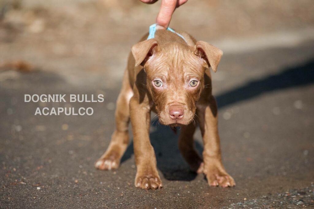 American pitbull terrier puppies from European kennel Dognik Bulls. Chocolate rednose pitbull puppies for sale. Pitbull terrier kennel Europe Dognik Bulls