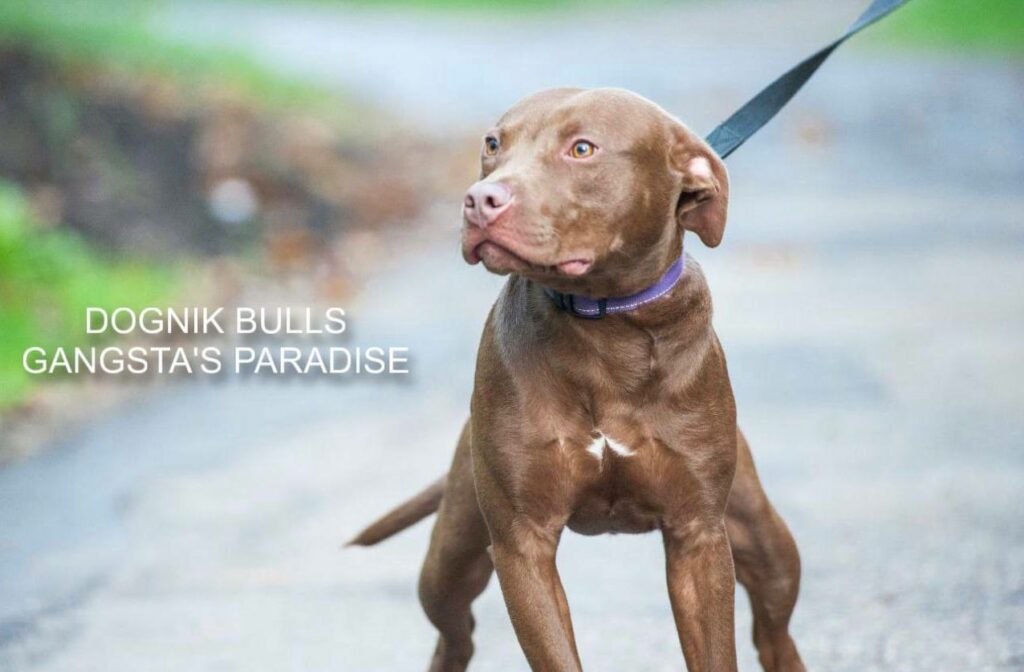 American pitbull terrier for sale. Dognik Bulls kennel from Europe. Male puppy full vaccinated, with pedigree, EU pet passport, microchipped. Born from breeding that was done in Poland. Ready to go to new family. Professional kennel that works with american pitbull terriers- Dognik Bulls. We know where to buy pitbull puppy from kennel