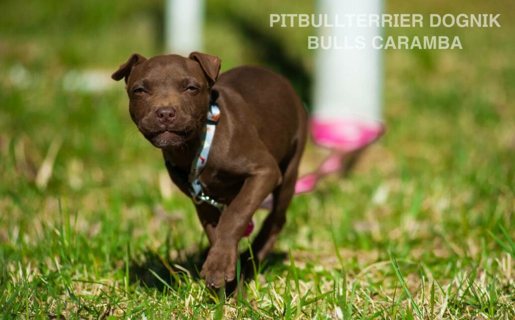 American pitbull terrier Dognik Bulls Caramba. American pitbull terrier kennel "Dognik Bulls"