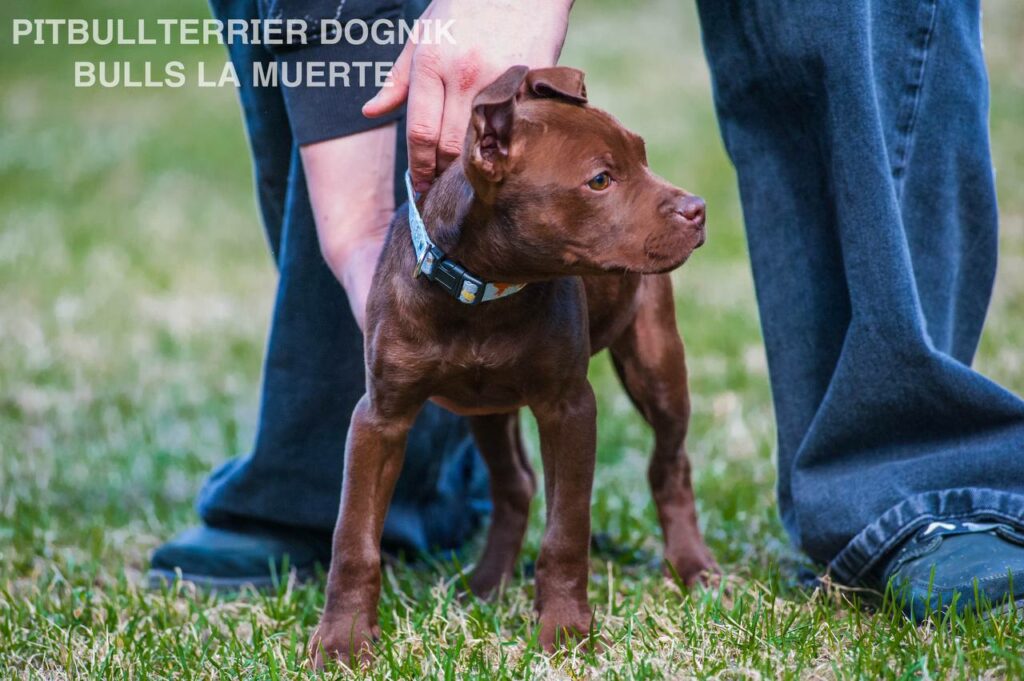 American pitbull terrier puppy Dognik Bulls La Muerte. American pitbull terrier kennel Dognik Bulls