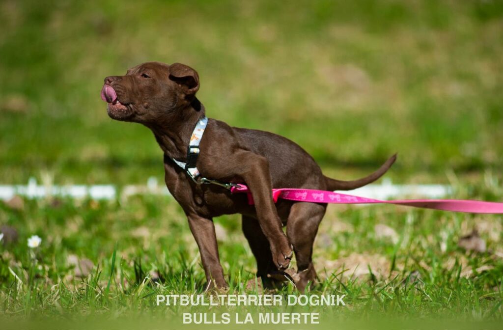 American pitbull terrier puppy Dognik Bulls La Muerte. American pitbull terrier kennel Dognik Bulls