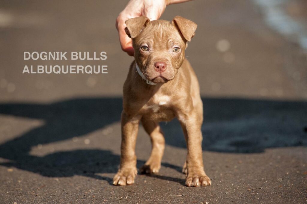 American pitbull terrier puppies from European kennel Dognik Bulls. Chocolate rednose pitbull puppies for sale. Pitbull terrier kennel Europe Dognik Bulls