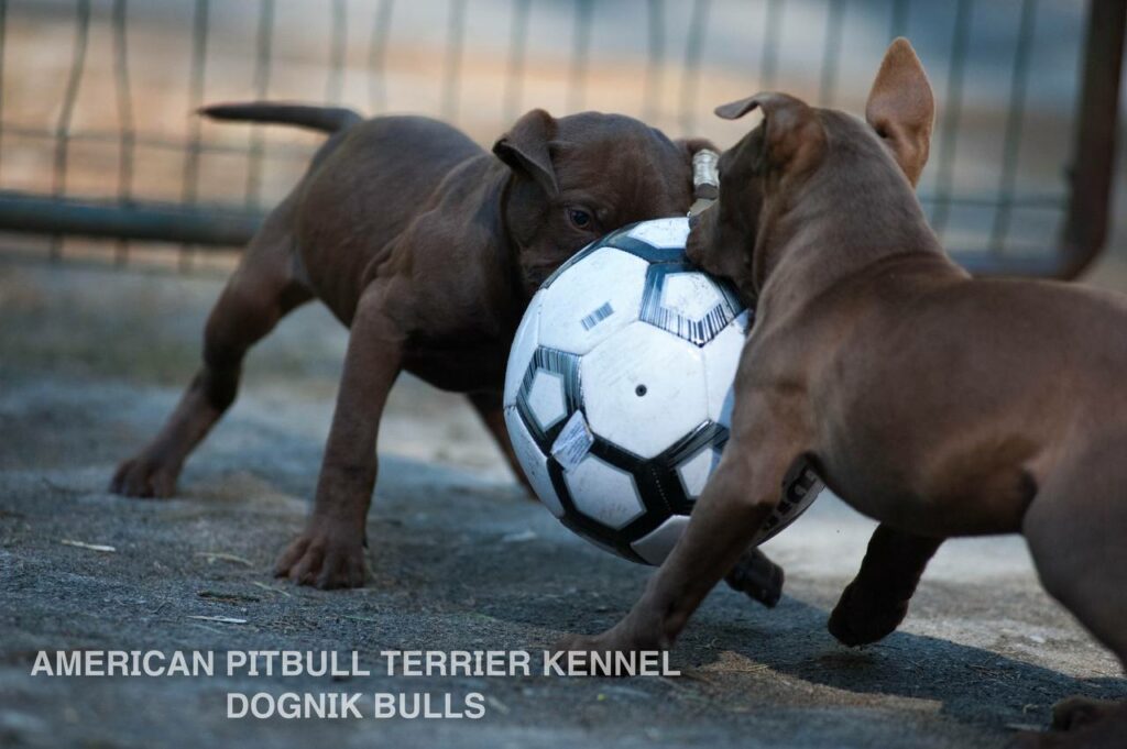 Rednose chocolate american pitbull terrier puppies for sale right now. From reputable pitbull kennel "Dognik Bulls". Born 29.12.2025. Parents: Dognik Bulls Highway to Hell x Demosfen