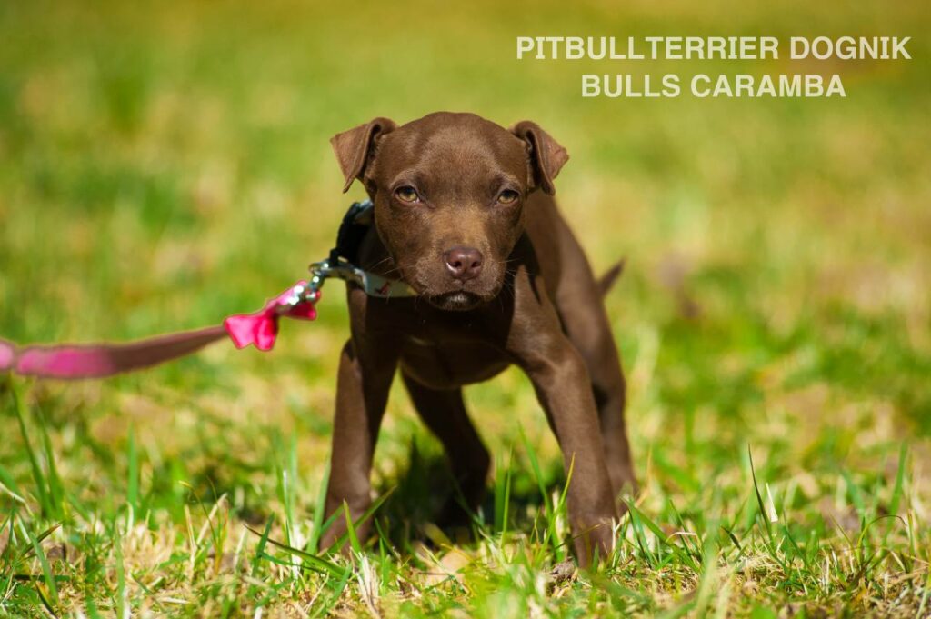 American pitbull terrier Dognik Bulls Caramba. American pitbull terrier kennel "Dognik Bulls"