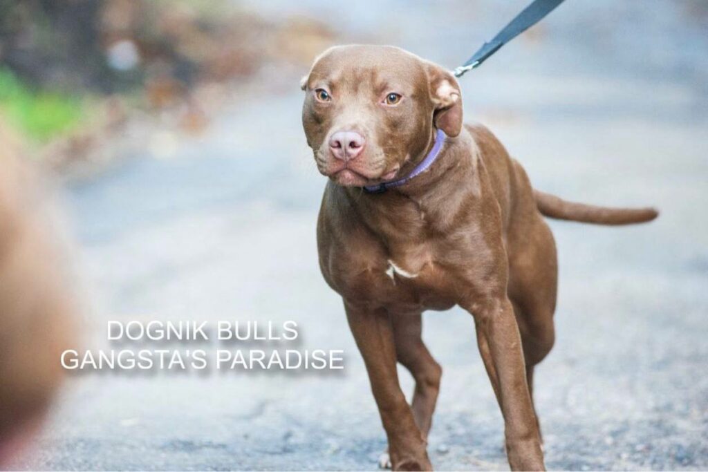 American pitbull terrier for sale. Dognik Bulls kennel from Europe. Male puppy full vaccinated, with pedigree, EU pet passport, microchipped. Born from breeding that was done in Poland. Ready to go to new family. Professional kennel that works with american pitbull terriers- Dognik Bulls. We know where to buy pitbull puppy from kennel