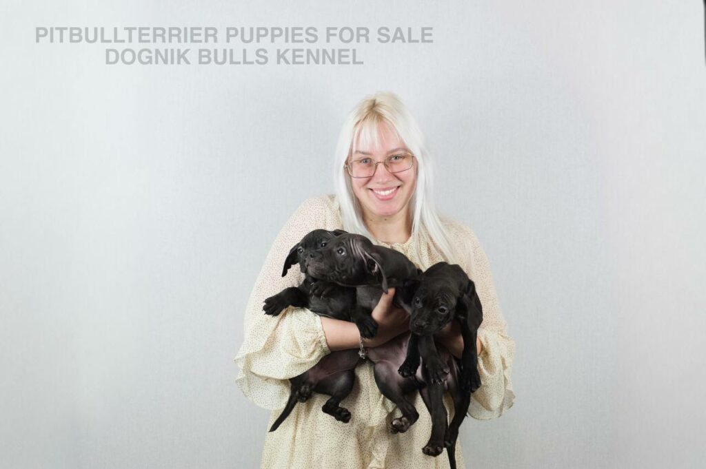 Three black Pitbull puppies held by breeder, Dognik Bulls Kennel