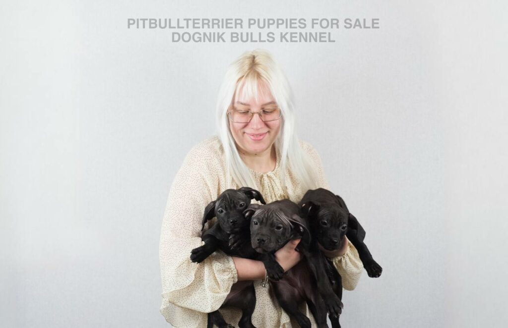 Two black Pitbull puppies held by breeder, Dognik Bulls Kennel