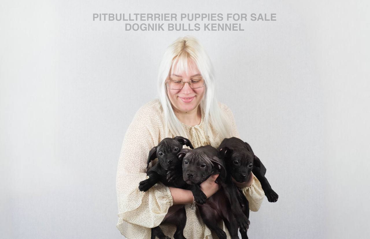Two black Pitbull puppies held by breeder, Dognik Bulls Kennel