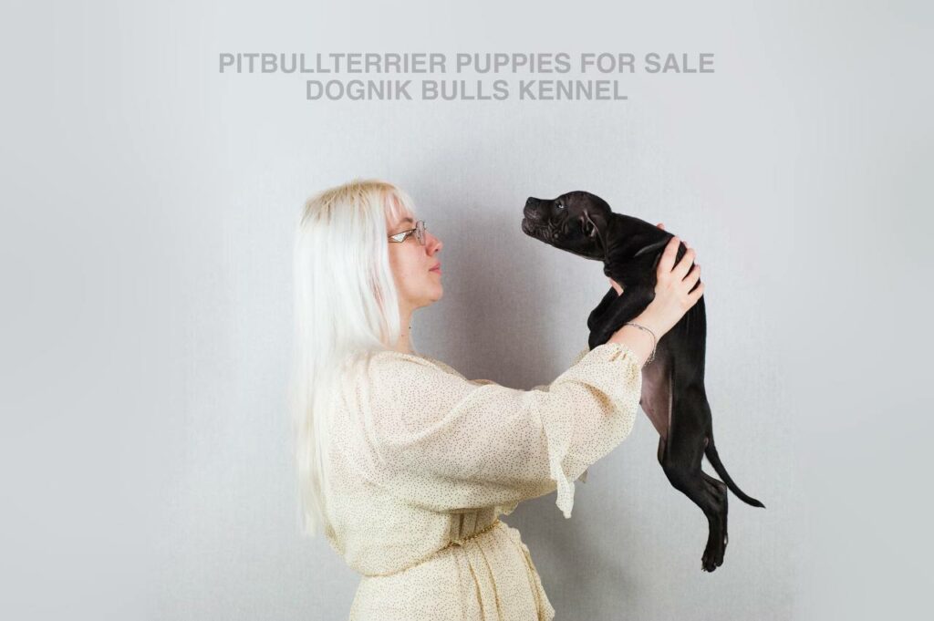 Woman lifting black Pitbull puppy, Dognik Bulls Kennel