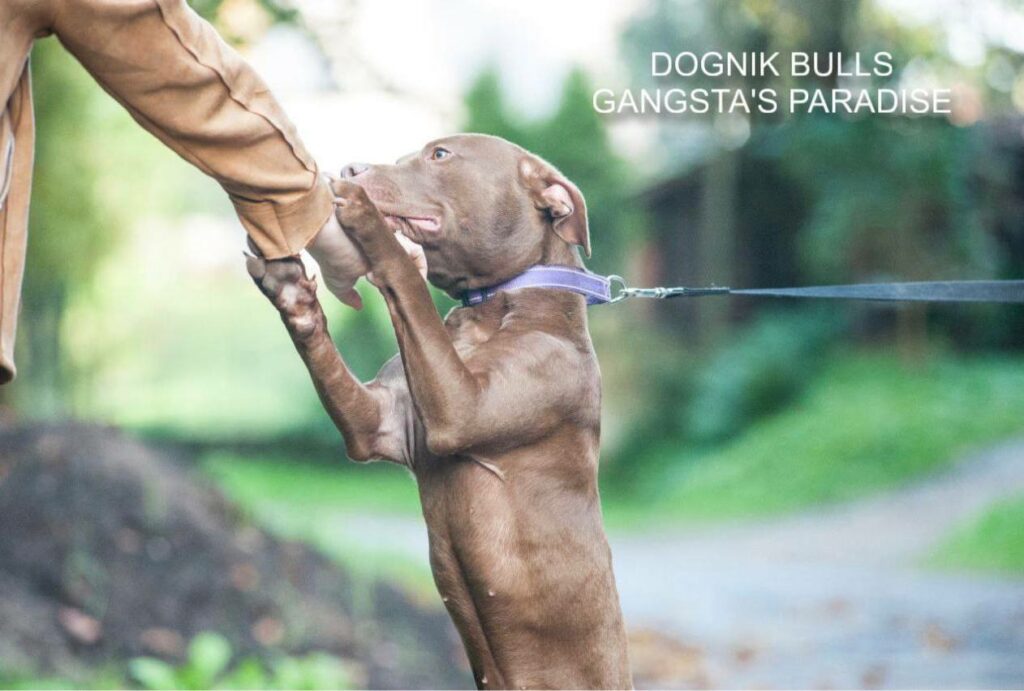 American pitbull terrier for sale. Dognik Bulls kennel from Europe. Male puppy full vaccinated, with pedigree, EU pet passport, microchipped. Born from breeding that was done in Poland. Ready to go to new family. Professional kennel that works with american pitbull terriers- Dognik Bulls. We know where to buy pitbull puppy from kennel