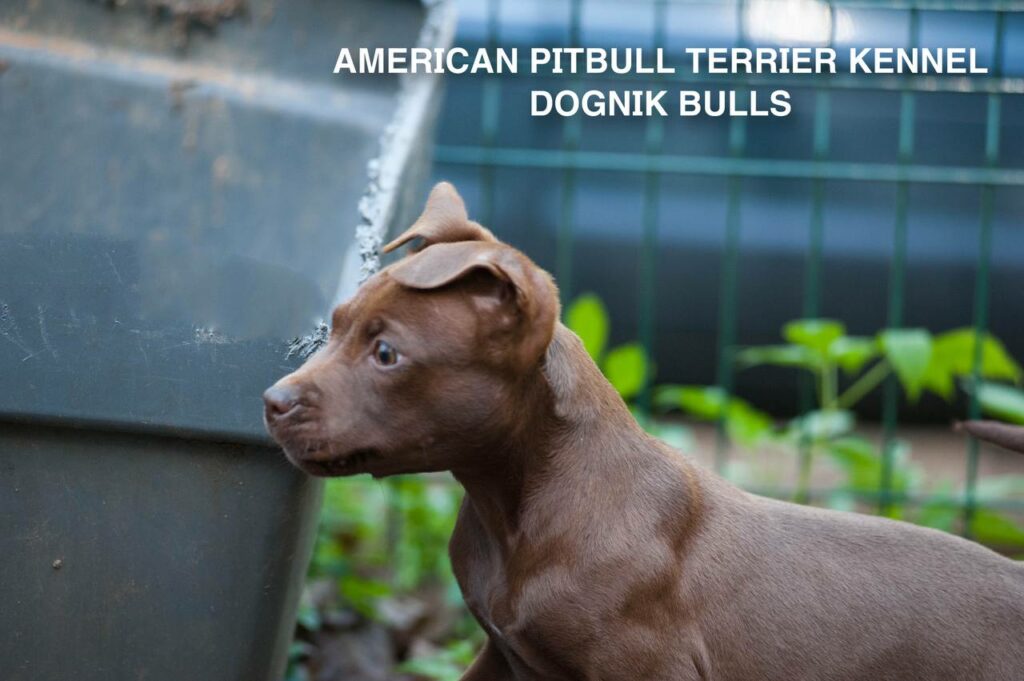 Rednose chocolate american pitbull terrier puppies for sale right now. From reputable pitbull kennel "Dognik Bulls". Born 29.12.2025. Parents: Dognik Bulls Highway to Hell x Demosfen