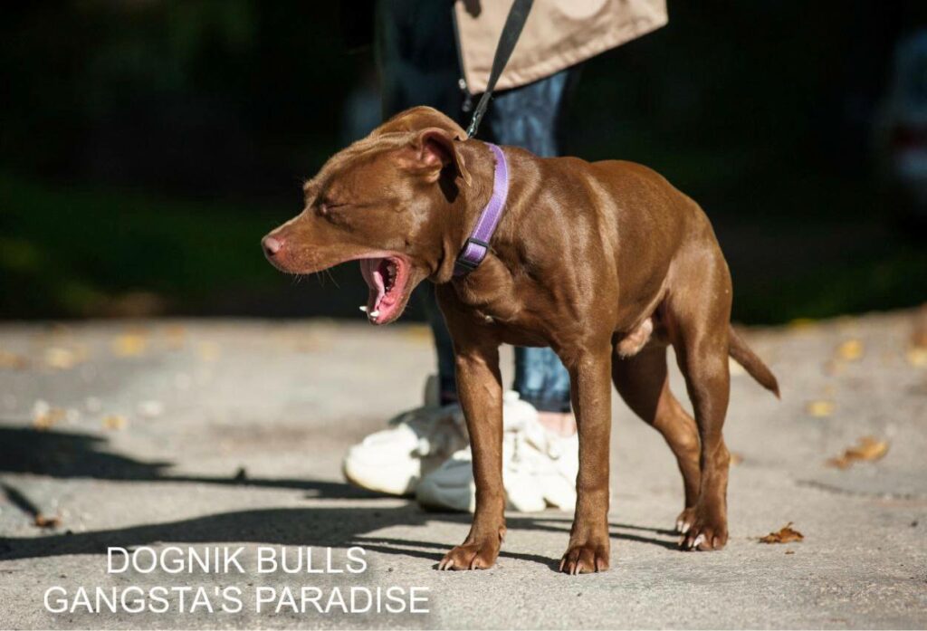 American pitbull terrier for sale. Dognik Bulls kennel from Europe. Male puppy full vaccinated, with pedigree, EU pet passport, microchipped. Born from breeding that was done in Poland. Ready to go to new family. Professional kennel that works with american pitbull terriers- Dognik Bulls. We know where to buy pitbull puppy from kennel