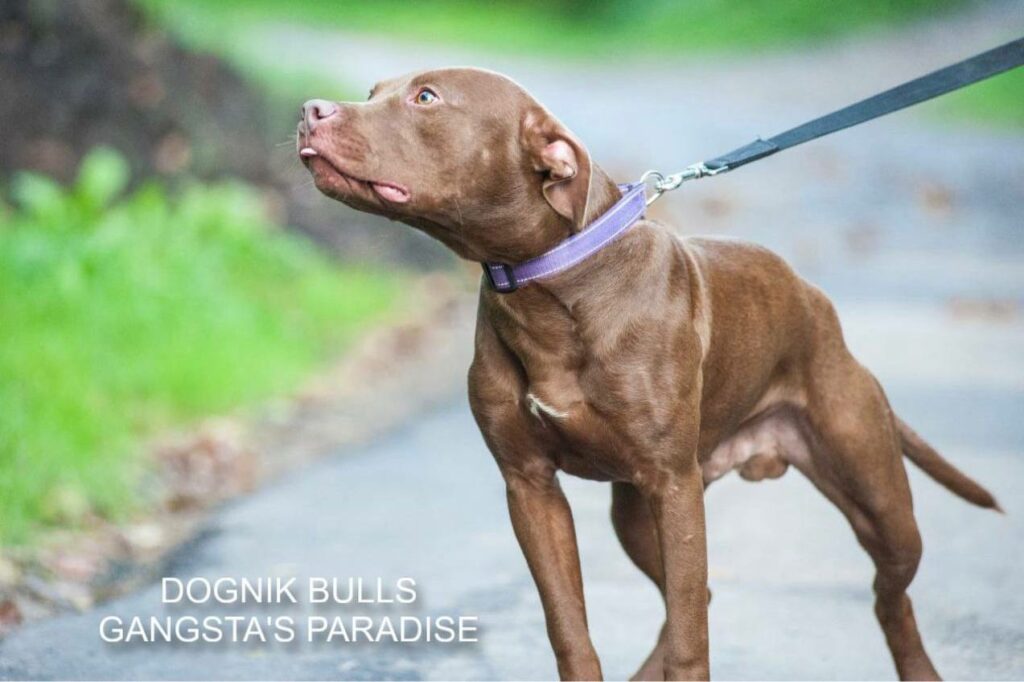 American pitbull terrier for sale. Dognik Bulls kennel from Europe. Male puppy full vaccinated, with pedigree, EU pet passport, microchipped. Born from breeding that was done in Poland. Ready to go to new family. Professional kennel that works with american pitbull terriers- Dognik Bulls. We know where to buy pitbull puppy from kennel