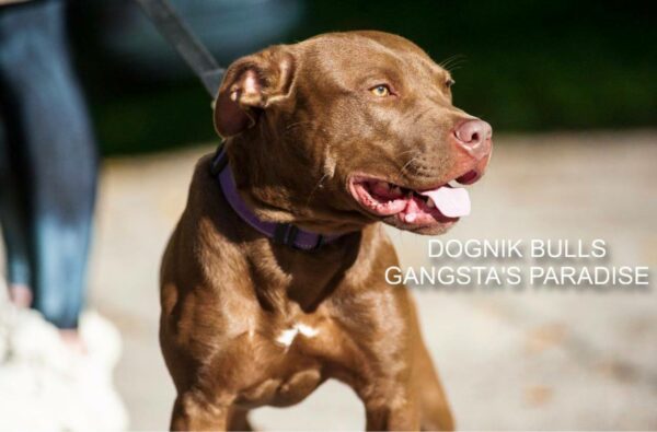 American pitbull terrier for sale. Dognik Bulls kennel from Europe. Male puppy full vaccinated, with pedigree, EU pet passport, microchipped. Born from breeding that was done in Poland. Ready to go to new family. Professional kennel that works with american pitbull terriers- Dognik Bulls. We know where to buy pitbull puppy from kennel