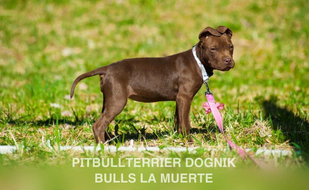 American pitbull terrier puppy Dognik Bulls La Muerte. American pitbull terrier kennel Dognik Bulls