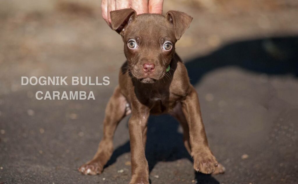 American pitbull terrier puppies from European kennel Dognik Bulls. Chocolate rednose pitbull puppies for sale. Pitbull terrier kennel Europe Dognik Bulls