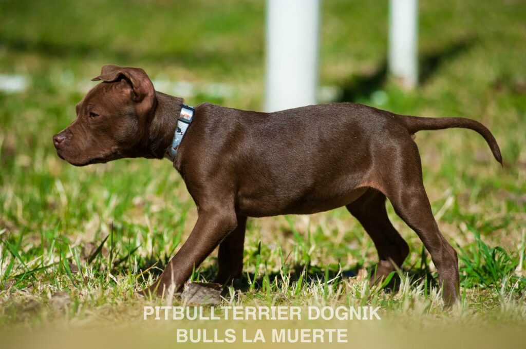 American pitbull terrier puppy Dognik Bulls La Muerte. American pitbull terrier kennel Dognik Bulls