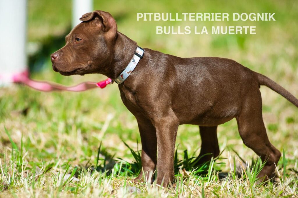 American pitbull terrier puppy Dognik Bulls La Muerte. American pitbull terrier kennel Dognik Bulls