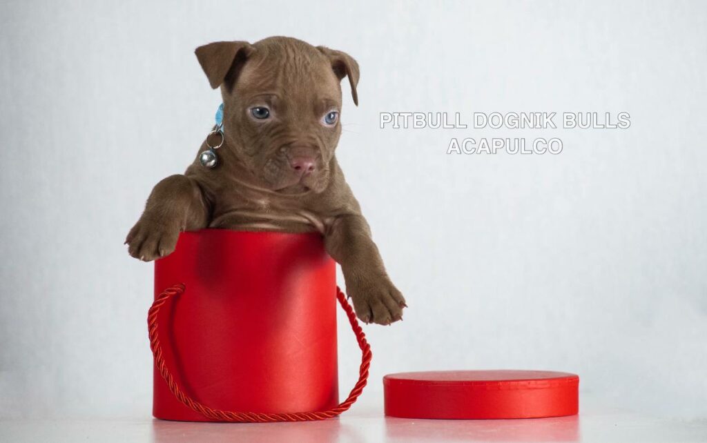 American pitbull terrier puppies for sale. Born December, 29 2025. Ready to go to new homes. Vaccinated, microchipped, EU pet passport, ADBA pedigree. Pitbull kennel Europe- Dognik Bulls