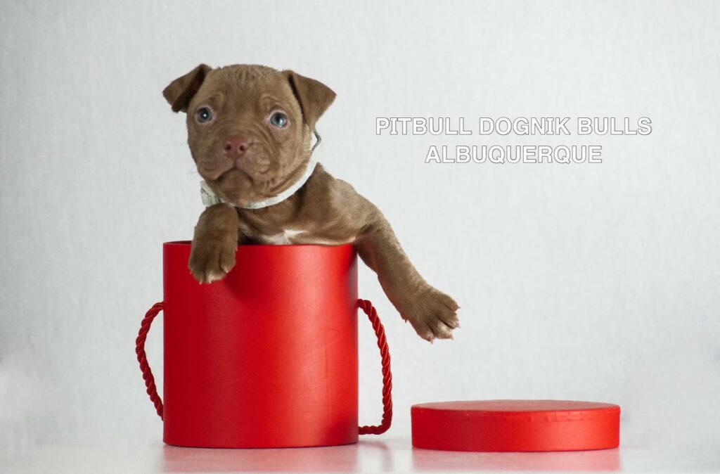 American pitbull terrier puppies for sale. Born December, 29 2025. Ready to go to new homes. Vaccinated, microchipped, EU pet passport, ADBA pedigree. Pitbull kennel Europe- Dognik Bulls