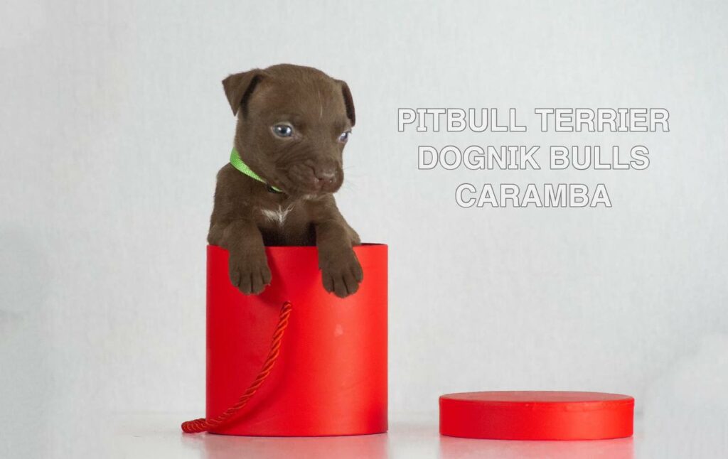 American pitbull terrier puppies for sale. Born December, 29 2025. Ready to go to new homes. Vaccinated, microchipped, EU pet passport, ADBA pedigree. Pitbull kennel Europe- Dognik Bulls