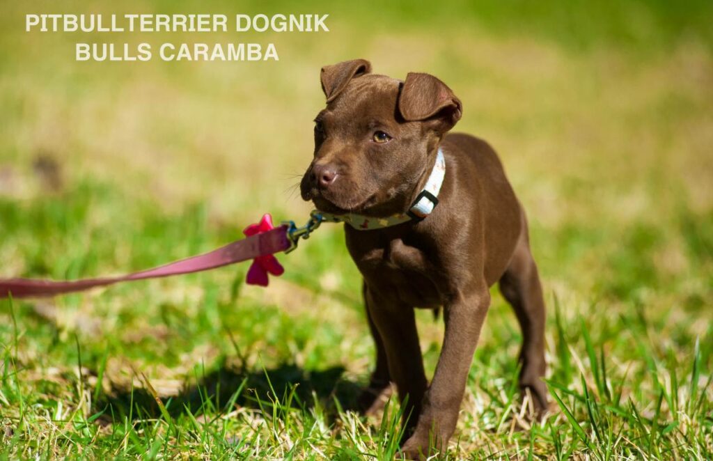American pitbull terrier Dognik Bulls Caramba. American pitbull terrier kennel "Dognik Bulls"