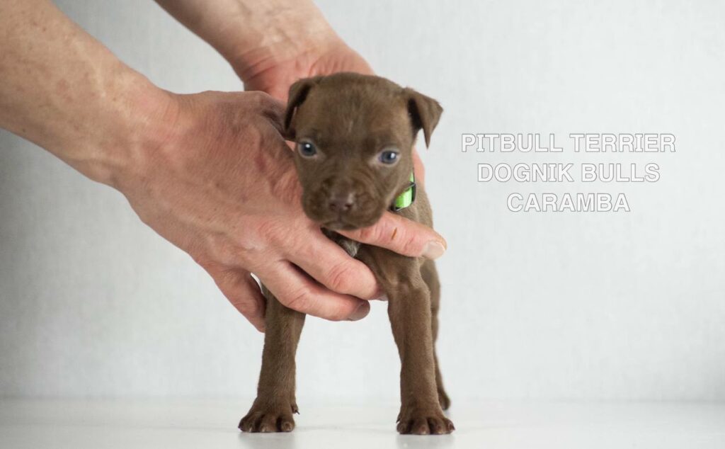 American pitbull terrier puppies for sale. Born December, 29 2025. Ready to go to new homes. Vaccinated, microchipped, EU pet passport, ADBA pedigree. Pitbull kennel Europe- Dognik Bulls