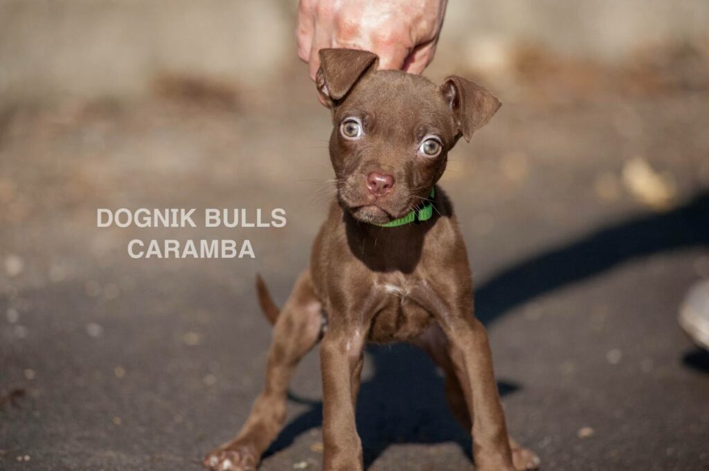 American pitbull terrier puppies from European kennel Dognik Bulls. Chocolate rednose pitbull puppies for sale. Pitbull terrier kennel Europe Dognik Bulls