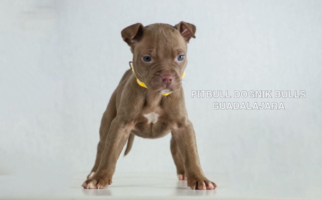 American pitbull terrier puppies for sale. Born December, 29 2025. Ready to go to new homes. Vaccinated, microchipped, EU pet passport, ADBA pedigree. Pitbull kennel Europe- Dognik Bulls