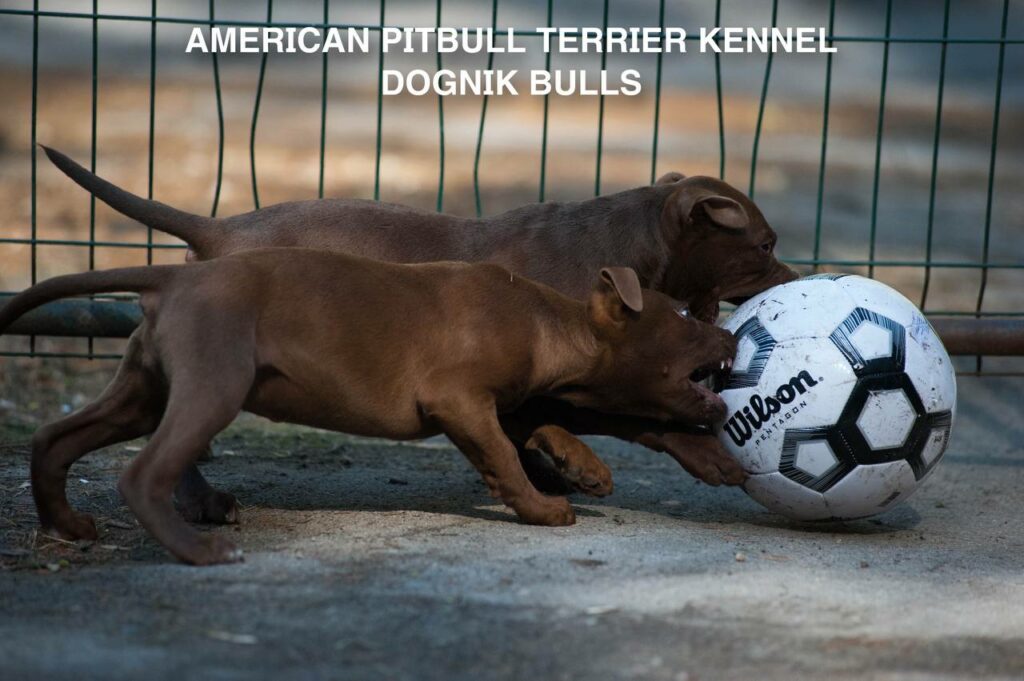 Rednose chocolate american pitbull terrier puppies for sale right now. From reputable pitbull kennel "Dognik Bulls". Born 29.12.2025. Parents: Dognik Bulls Highway to Hell x Demosfen