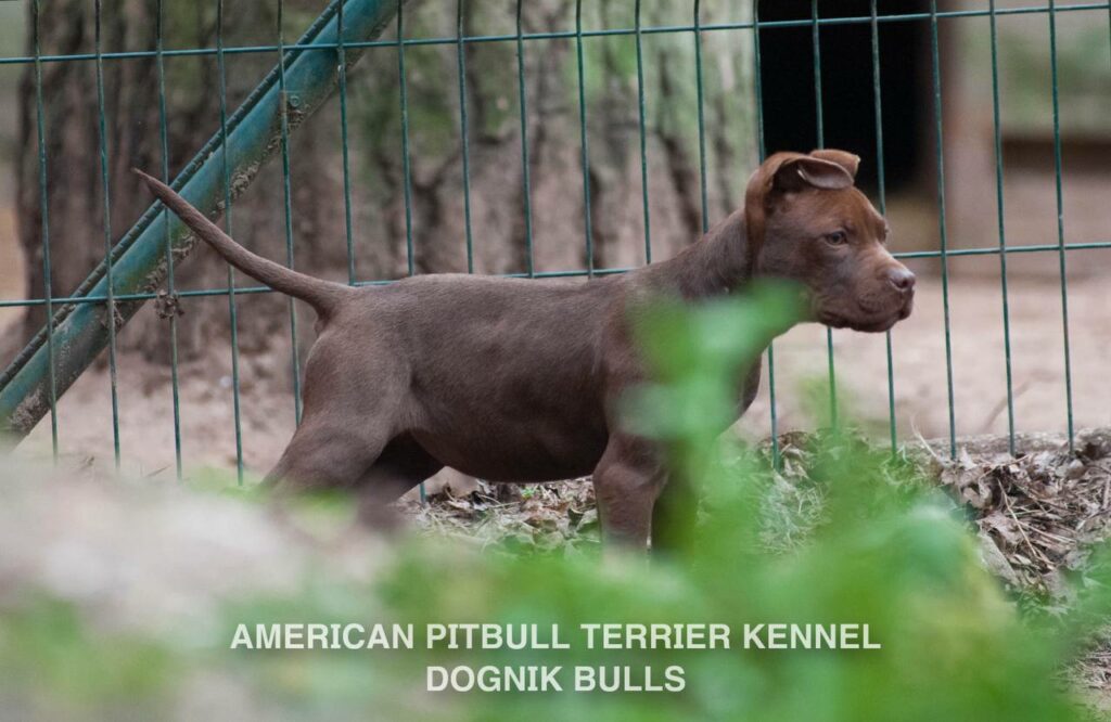 Rednose chocolate american pitbull terrier puppies for sale right now. From reputable pitbull kennel "Dognik Bulls". Born 29.12.2025. Parents: Dognik Bulls Highway to Hell x Demosfen