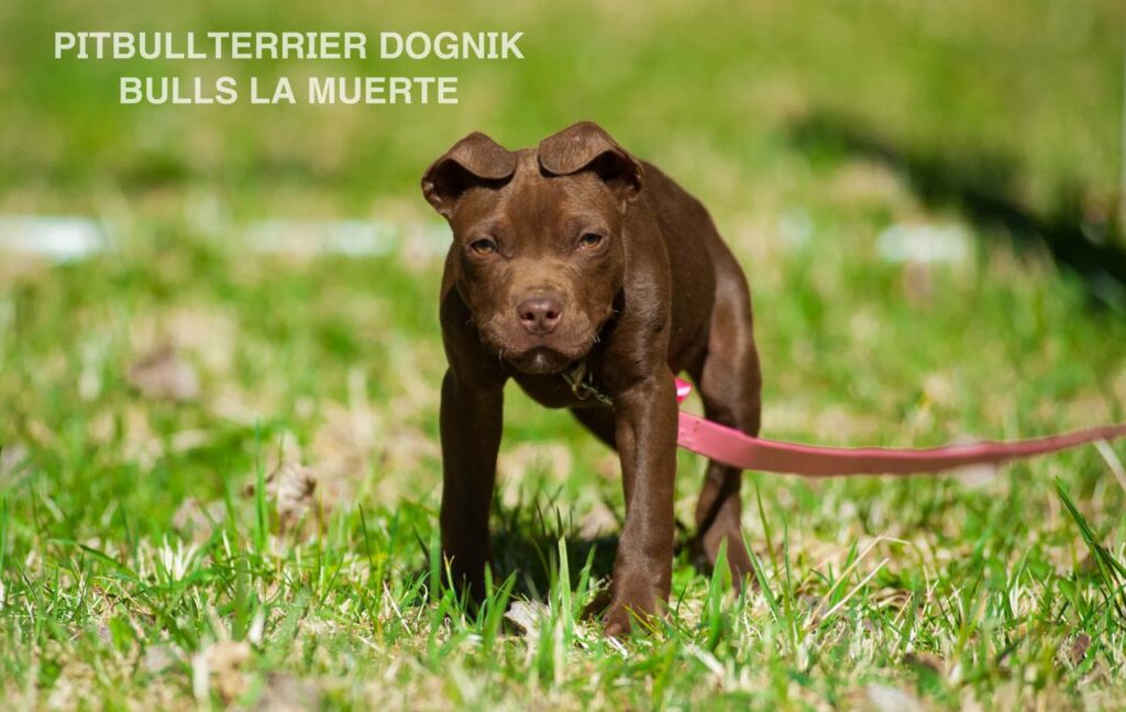 American pitbull terrier puppy Dognik Bulls La Muerte. American pitbull terrier kennel Dognik Bulls