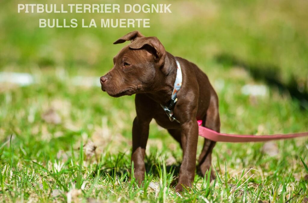 American pitbull terrier puppy Dognik Bulls La Muerte. American pitbull terrier kennel Dognik Bulls