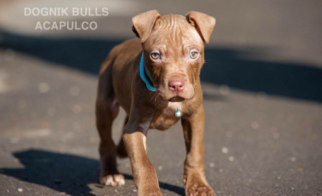 American pitbull terrier puppies from European kennel Dognik Bulls. Chocolate rednose pitbull puppies for sale. Pitbull terrier kennel Europe Dognik Bulls