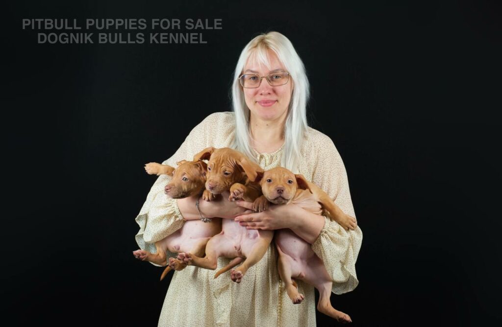 Several red nose Pitbull puppies in breeder’s arms, Dognik Bulls Kennel